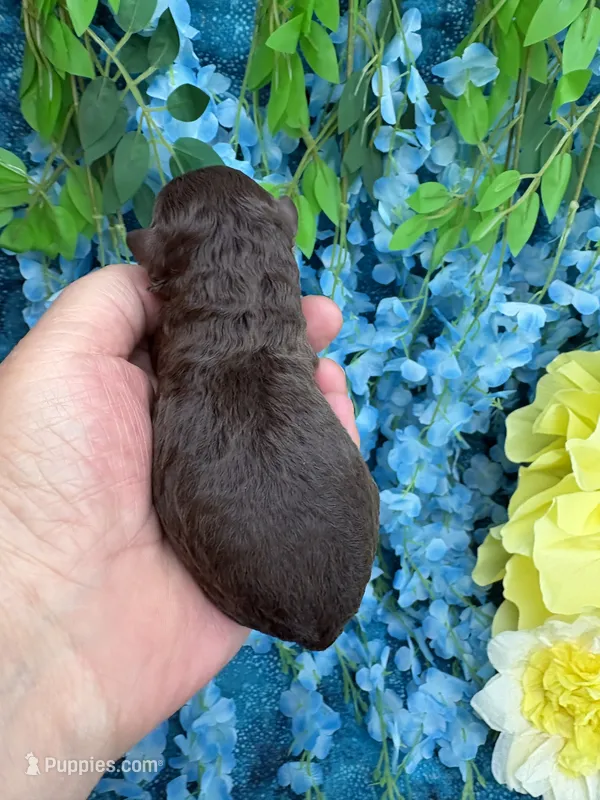 Chocolate boy  – Poodle - Toy  puppy for sale in Inverness Highlands South, FL