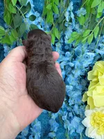 Chocolate boy , a male Poodle - Toy  for sale in Inverness Highlands South, FL – 1 of 4