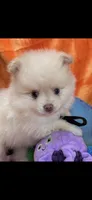 Neyo , a male Pomeranian for sale in Inverness Highlands South, FL – 2 of 10