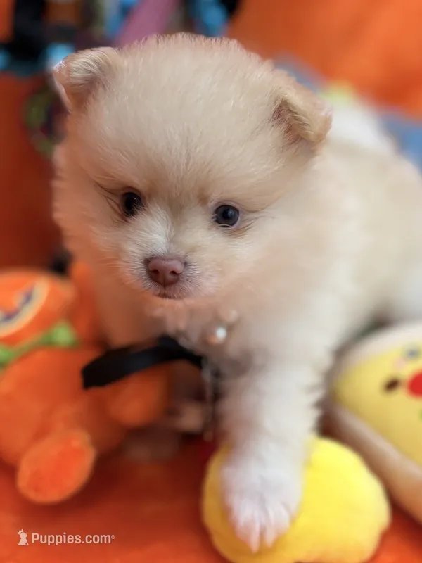 Treasure Boy  – Pomeranian puppy for sale in Inverness Highlands South, FL