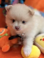 Neyo , a male Pomeranian for sale in Inverness Highlands South, FL – 1 of 10