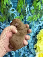 Santa , a male Poodle - Toy  for sale in Inverness Highlands South, FL – 5 of 6