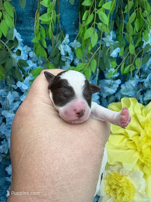 Parti boy  – Poodle - Toy  puppy for sale in Inverness Highlands South, FL