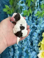 Tiny parti boy , a male Poodle - Toy  for sale in Inverness Highlands South, FL – 4 of 4