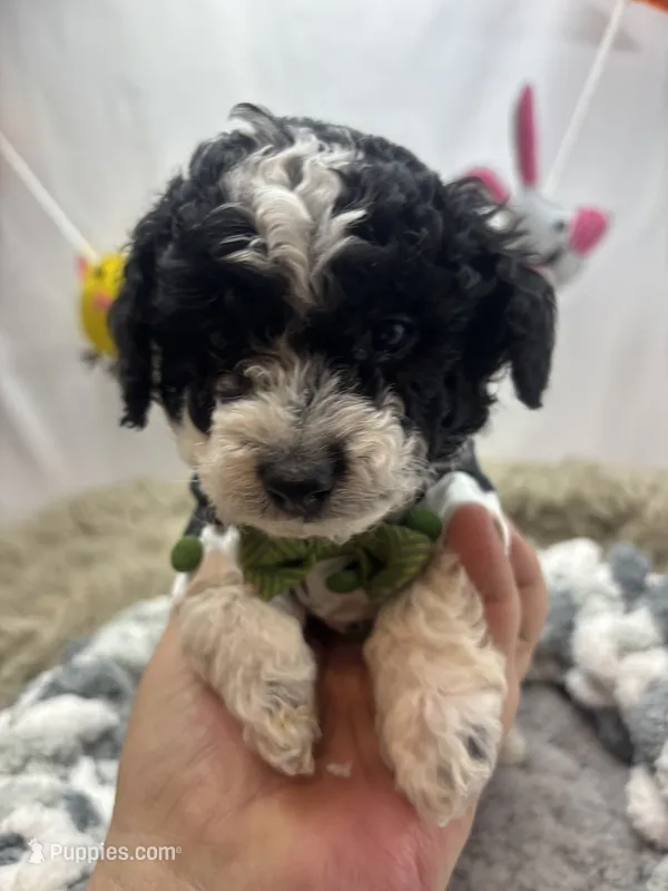 Sampson  – Poodle - Toy  puppy for sale in Inverness Highlands South, FL
