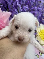Snow White , a female Pomeranian and Poodle - Toy  for sale in Inverness Highlands South, FL – 6 of 7