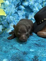 Chocolate Bear, a male Pomapoo for sale in Inverness Highlands South, FL – 2 of 4