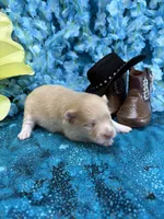 Treasure Boy , a male Pomeranian for sale in Inverness Highlands South, FL – 3 of 6