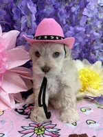 Dolly , a female Miniature Schnauzer for sale in Inverness Highlands South, FL – 5 of 8