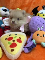 Delilah , a female Pomeranian for sale in Inverness Highlands South, FL – 6 of 8