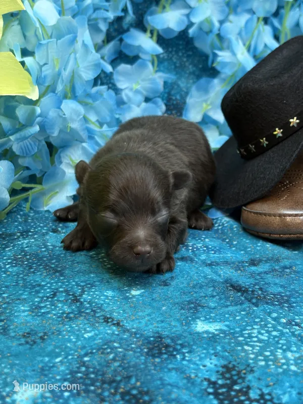 Chocolate Bear – Pomapoo puppy for sale in Inverness Highlands South, FL