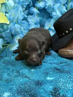 Chocolate Bear, a male Pomapoo for sale in Inverness Highlands South, FL – 1 of 4
