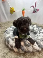 Envy , a male Schnoodle for sale in Inverness Highlands South, FL – Photo 2 of 10