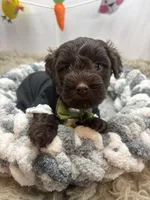 Envy , a male Schnoodle for sale in Inverness Highlands South, FL – Photo 3 of 10