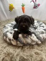 Envy , a male Schnoodle for sale in Inverness Highlands South, FL – Photo 10 of 10