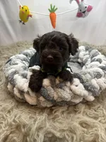 Envy , a male Schnoodle for sale in Inverness Highlands South, FL – Photo 9 of 10