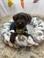 Envy , a male Schnoodle for sale in Inverness Highlands South, FL – Photo 8 of 10