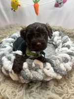 Envy , a male Schnoodle for sale in Inverness Highlands South, FL – Photo 1 of 10