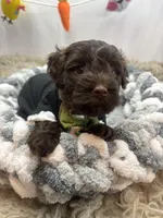 Envy , a male Schnoodle for sale in Inverness Highlands South, FL – Photo 4 of 10