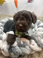 Envy , a male Schnoodle for sale in Inverness Highlands South, FL – Photo 5 of 10