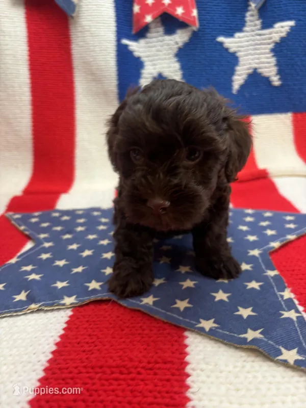 Envy  – Schnoodle puppy for sale in Inverness Highlands South, FL