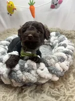 Envy , a male Schnoodle for sale in Inverness Highlands South, FL – Photo 7 of 10