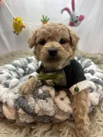 Envy , a male Schnoodle for sale in Inverness Highlands South, FL – Photo 6 of 10