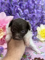 Cupcake , a female Pomeranian and Poodle - Toy  for sale in Inverness Highlands South, FL – 4 of 5