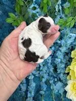 Tiny parti boy , a male Poodle - Toy  for sale in Inverness Highlands South, FL – 2 of 4