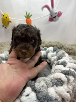 Hero, a male Schnoodle for sale in Inverness Highlands South, FL – Photo 2 of 5