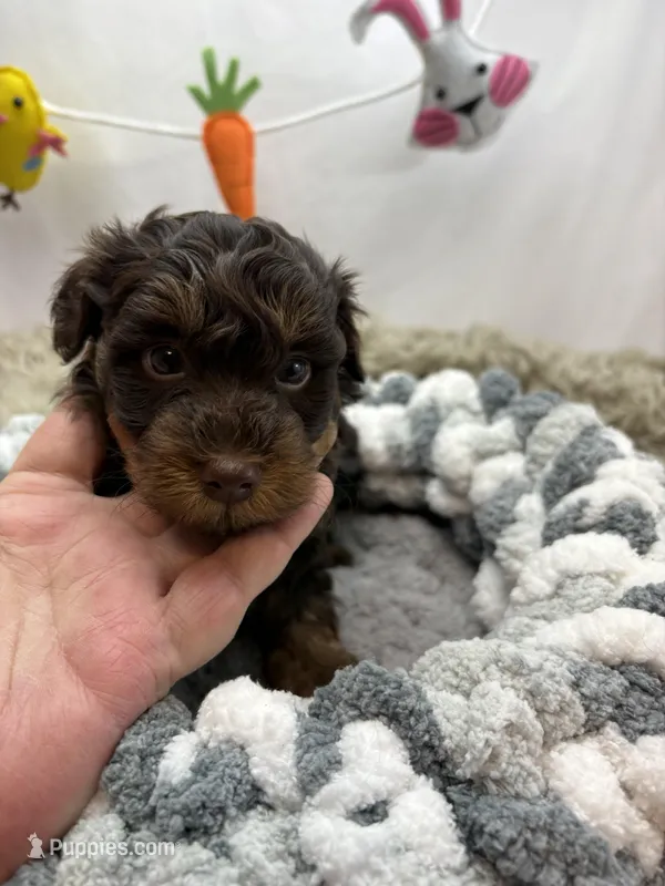 Hero – Schnoodle puppy for sale in Inverness Highlands South, FL