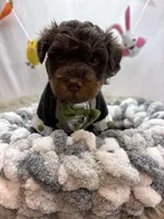 Hero, a male Schnoodle for sale in Inverness Highlands South, FL – Photo 5 of 5