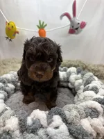 Hero, a male Schnoodle for sale in Inverness Highlands South, FL – Photo 3 of 5