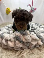 Hero, a male Schnoodle for sale in Inverness Highlands South, FL – Photo 4 of 5