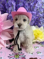 Dolly , a female Miniature Schnauzer for sale in Inverness Highlands South, FL – 7 of 8