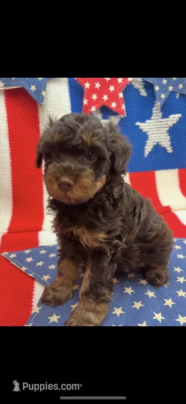 Rare Phantom – Schnoodle puppy for sale in Inverness Highlands South, FL