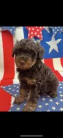Rare Phantom, a male Schnoodle for sale in Inverness Highlands South, FL – 1 of 1