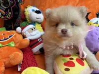 Delilah , a female Pomeranian for sale in Inverness Highlands South, FL – 2 of 8