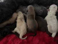 Blossom, a female Miniature Schnauzer for sale in Inverness Highlands South, FL – Photo 2 of 3