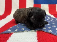 Blossom, a female Miniature Schnauzer for sale in Inverness Highlands South, FL – 5 of 10