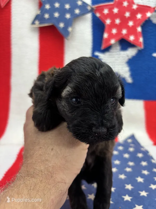 Blossom – Miniature Schnauzer puppy for sale in Inverness Highlands South, FL