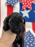 Blossom, a female Miniature Schnauzer for sale in Inverness Highlands South, FL – 3 of 10