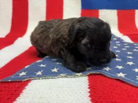 Blossom, a female Miniature Schnauzer for sale in Inverness Highlands South, FL – 8 of 10