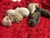 Blossom, a female Miniature Schnauzer for sale in Inverness Highlands South, FL – Photo 3 of 3