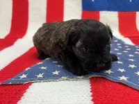 Blossom, a female Miniature Schnauzer for sale in Inverness Highlands South, FL – 6 of 10