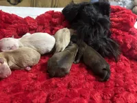 Blossom, a female Miniature Schnauzer for sale in Inverness Highlands South, FL – Photo 1 of 3