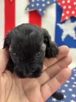 Blossom, a female Miniature Schnauzer for sale in Inverness Highlands South, FL – 4 of 10
