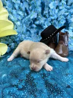 Treasure Boy , a male Pomeranian for sale in Inverness Highlands South, FL – 6 of 6