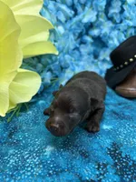 Chocolate Bear, a male Pomapoo for sale in Inverness Highlands South, FL – 4 of 4