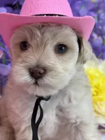 Dolly , a female Miniature Schnauzer for sale in Inverness Highlands South, FL – 2 of 8